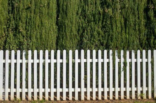Background texture of the white wooden picket garden fence against tall tree hedge. Concept of private property, suburban/country living and privacy screening. Copy space for text.