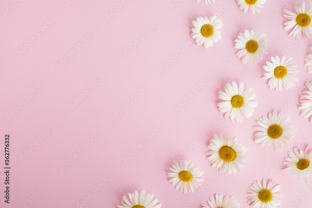 Chamomile flowers on pink background. Minimal floral composition. Summer or spring concept. Top view, flat lay, copy space