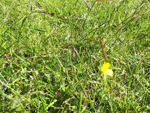 Photography A small yellow flower on the grass - Oslo, Sognsvann