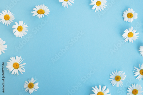 White daisy flowers on light blue background. Summer or spring concept. Top view, flat lay, copy space