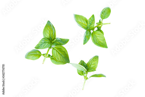 Basil leaves isolated on the white background.