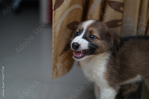 A cute little dog roaming in the house