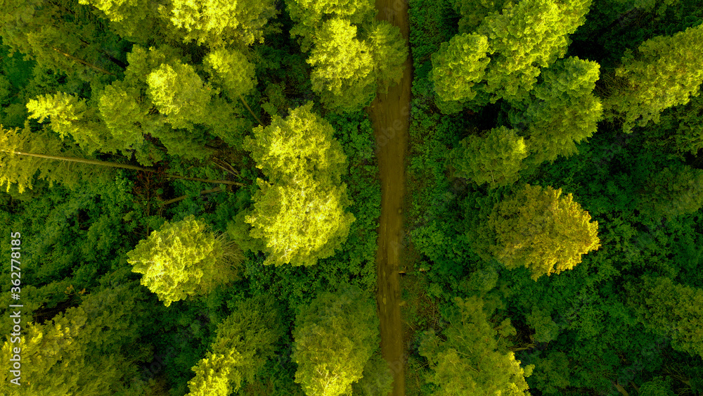 Top Down Aerial of Path in Forest in Summer
