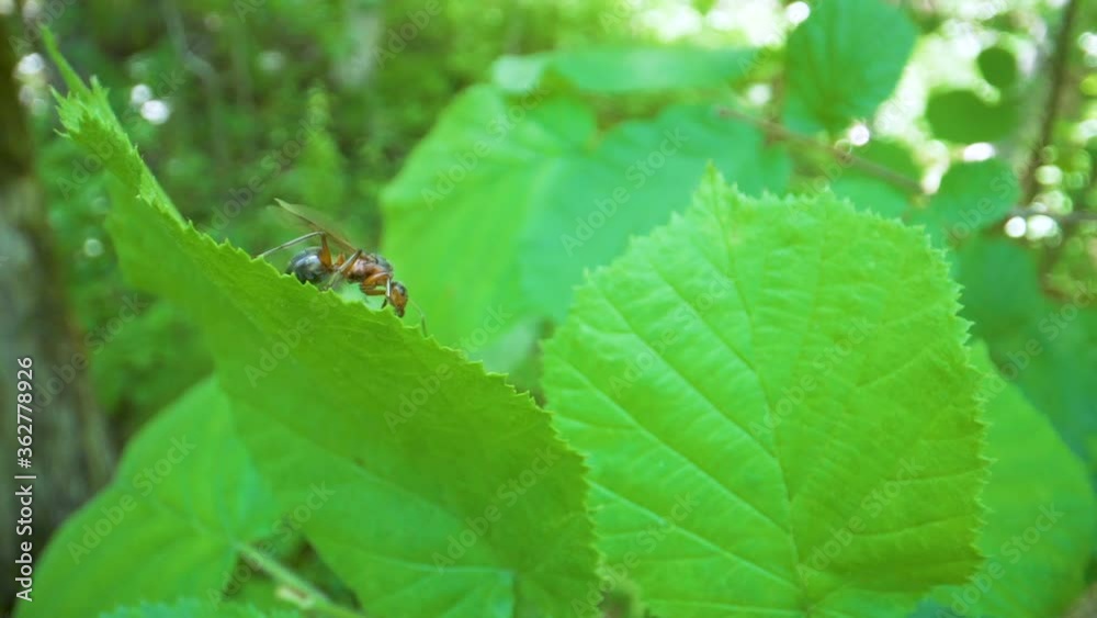 A crawling red ant on the edge of the green leaf A crawling red ant on the edge of the green leaf