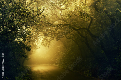 Foggy monsoon season at way to mahabaleshwar, maharashtra, india photo