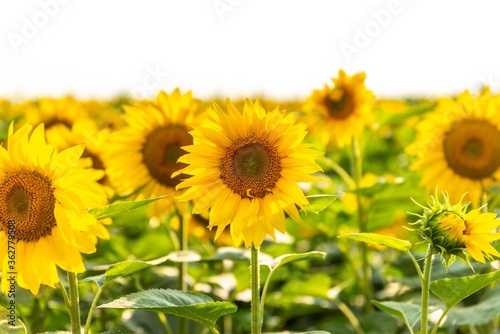 sunflower seedlings plant isolated in field