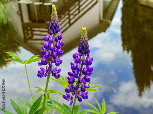 Lupine flowers on a mirror lake  background with house reflection