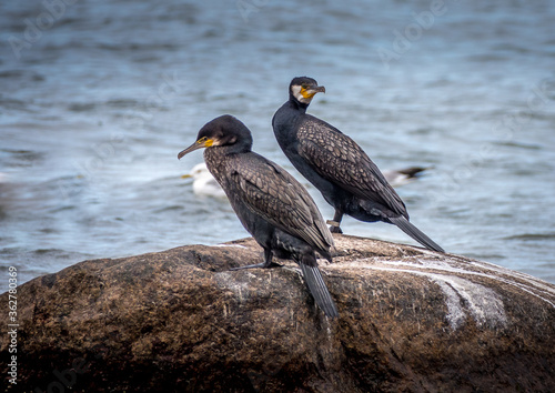 Cormorants on the beach