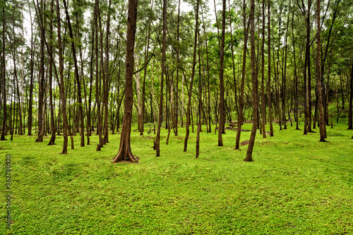 Green tree plantation near Kashid Beach, Konkan, Maharashtra, India photo