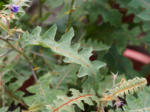 Quadro su tela (Solanum sisymbriifolium) Gros plan sur feuilles de morelle de Balbis ou Tomate