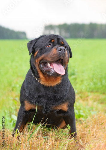 Portrait of a young rottweiler in the meadow. Photographed close-up.