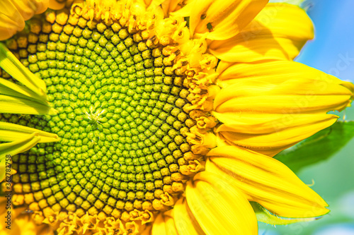 close up sunflower detail background.