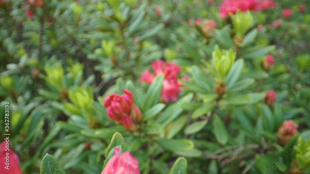 Red flowers blooming in the garden with the green leaves Red flowers blooming in the garden with the green leaves
