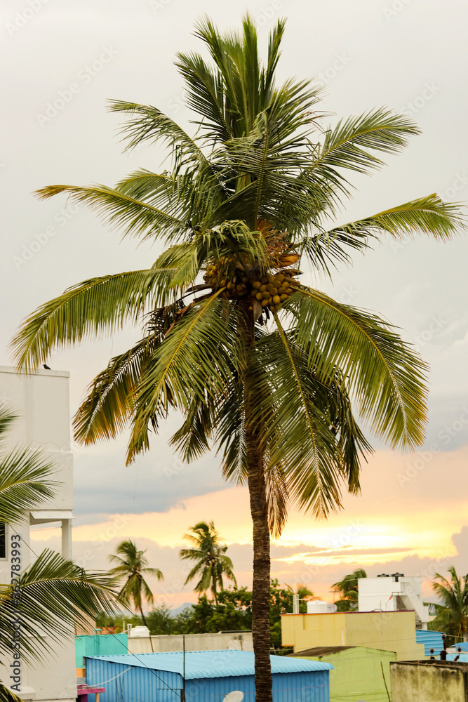 Coconut tree in city around the beautiful cloud 
