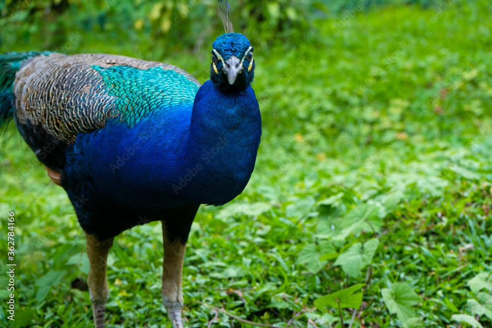 Obraz premium A beautiful manicured peacock walks in a green bird park.