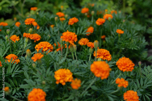 orange marigold flowers in the garden © dyachenkopro