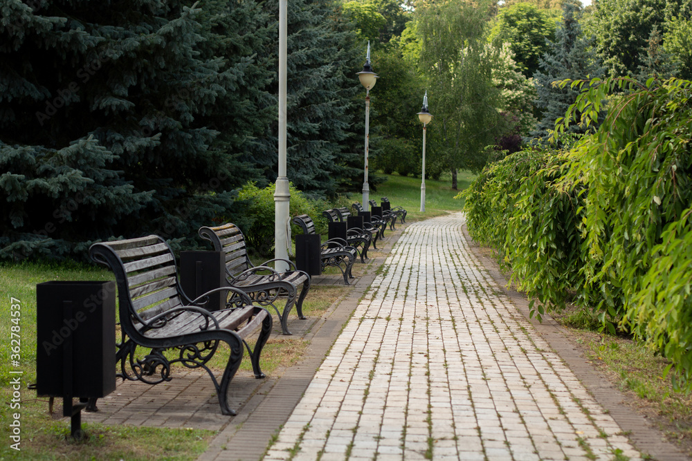 wooden bench in the summer park