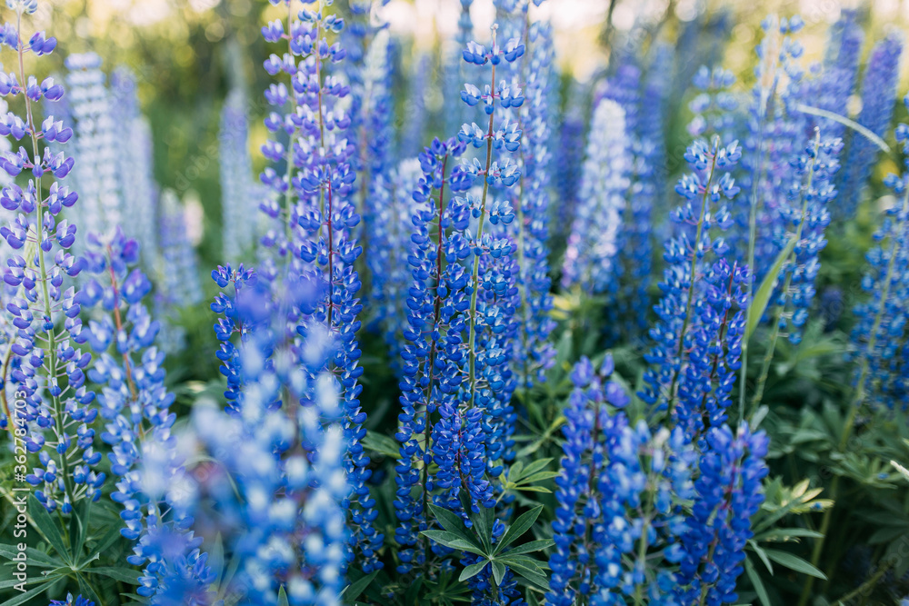 Obraz premium Purple lupines field. Field of blue flowers. Many lupines.