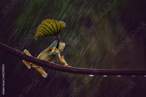 Tree Frog In The Rainy