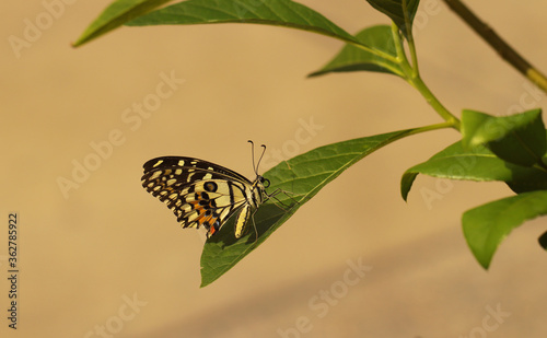 butterfly on leaf
