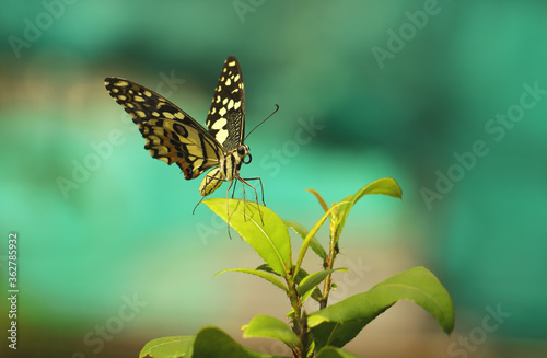 butterfly on a flower