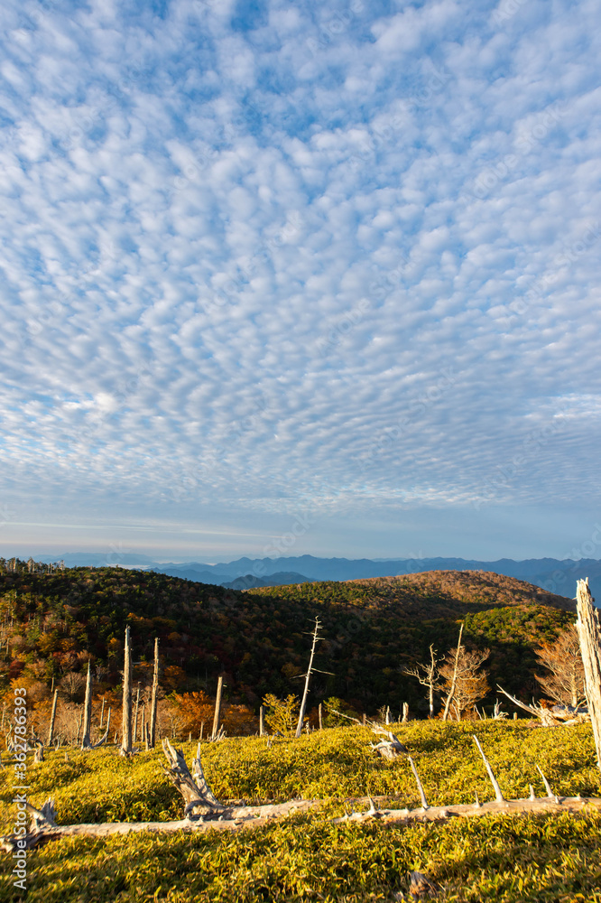 Fototapeta premium 鱗のような形の雲と沢山の朽ちた木の幹
