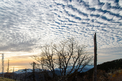 青空に広がる鱗のような形の雲と © sigmaphoto
