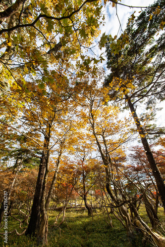 黄色い葉が多い林 © sigmaphoto