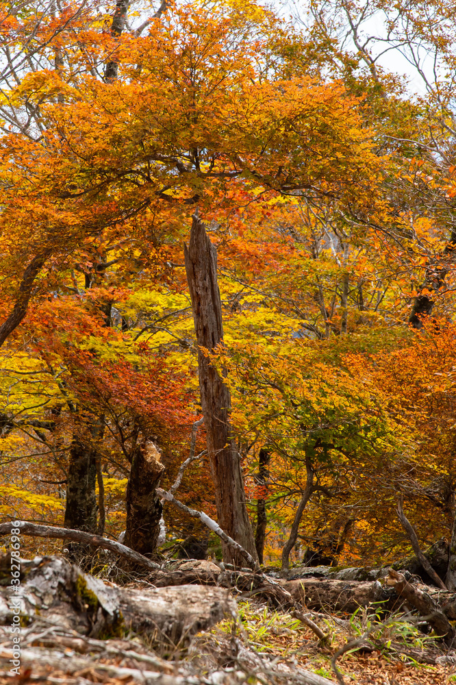 Obraz premium 黄色とオレンジ色が美しい林