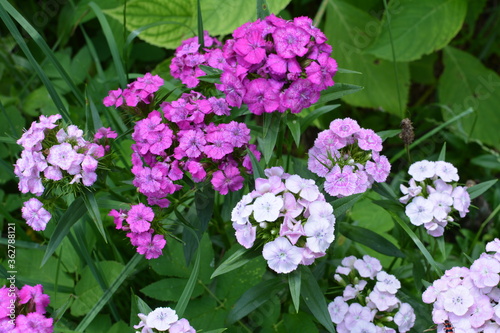 Sweet William Flowers.Flowerbed of Dianthus barbatus in garden. photo