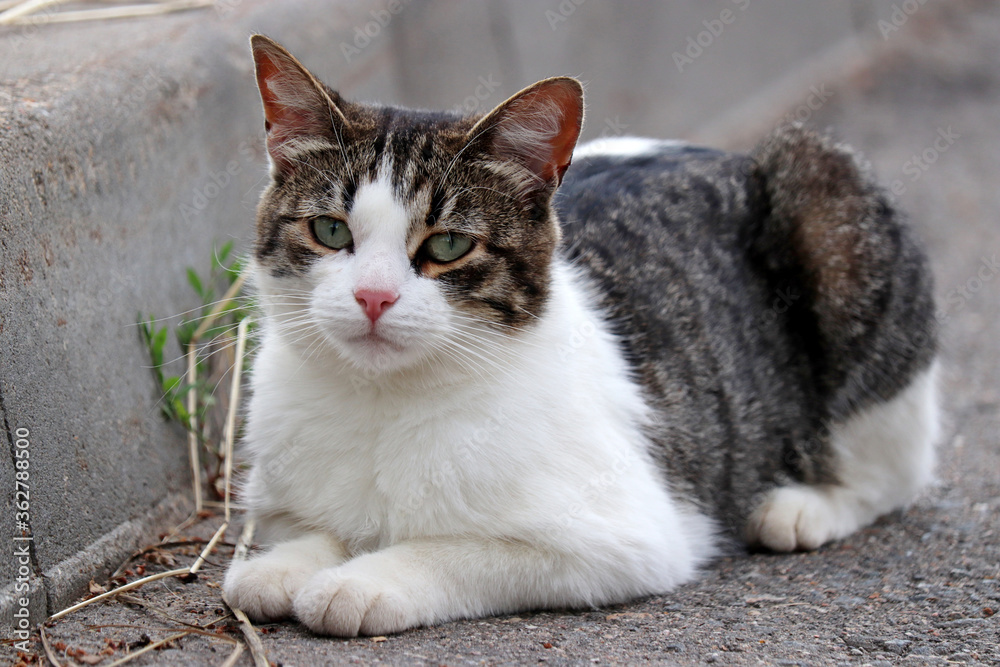 Sad stray cat sitting on a street. Portrait of unhappy animal looking at camera