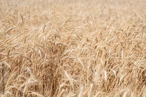 Wheat field in summer-grain harvest