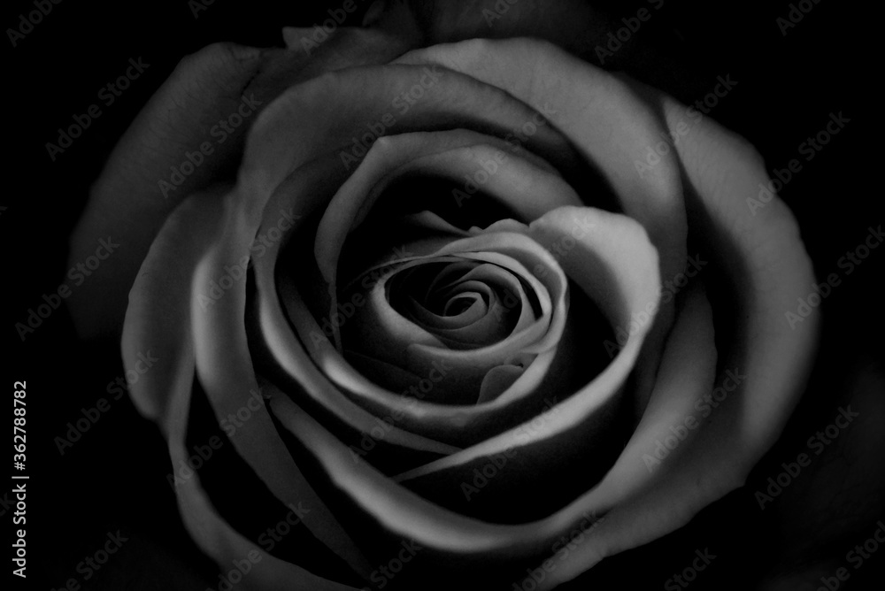 Fototapeta premium Rose schwarzweiss