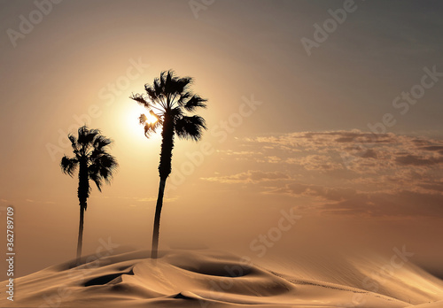 Palm trees silhouette at sunset