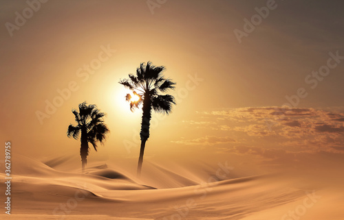 Palm trees silhouette at sunset