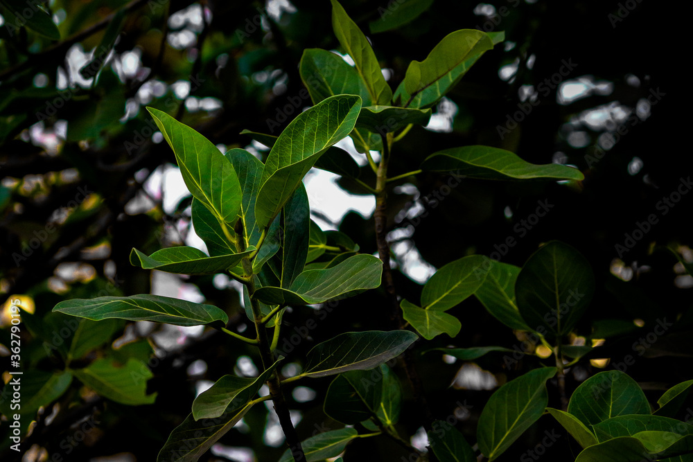 Obraz premium leaf in garden 