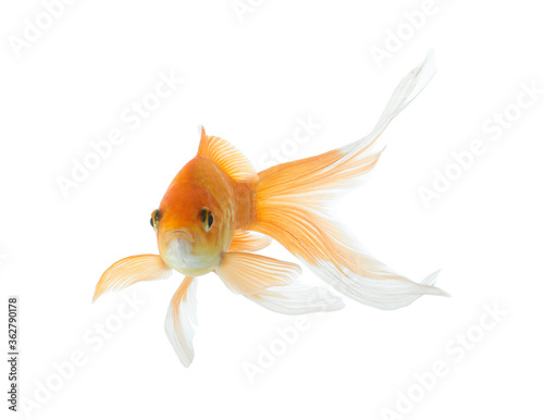 Beautiful bright small goldfish isolated on white