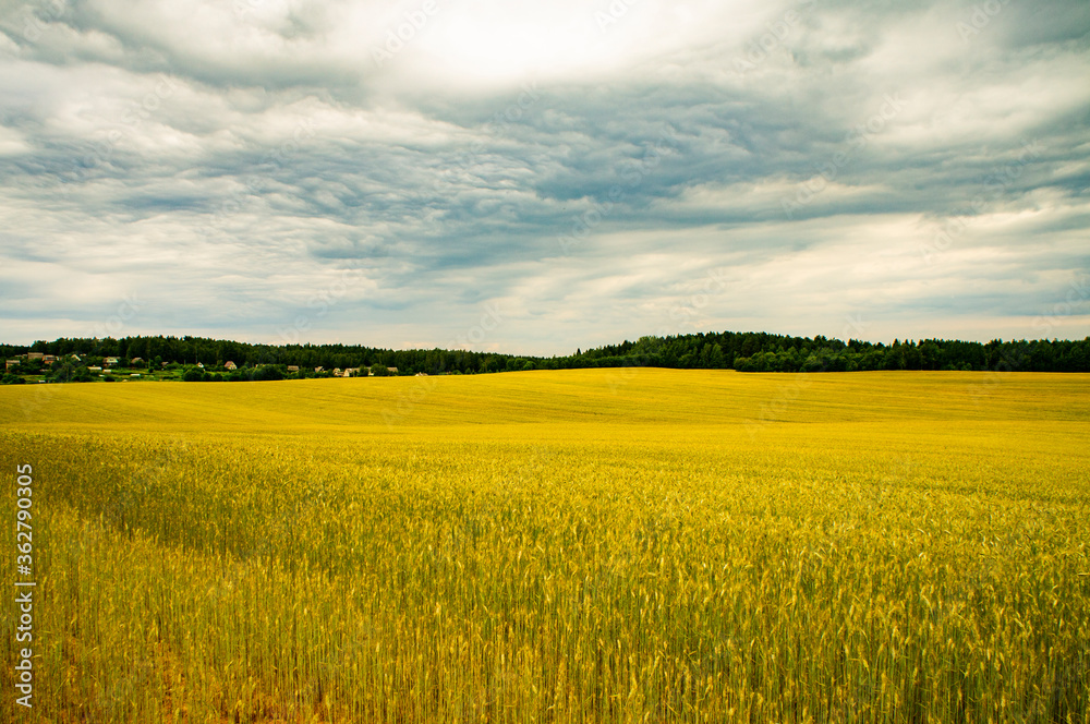 Fototapeta premium Golden wheat ears. Rye and oats. Agricultural background