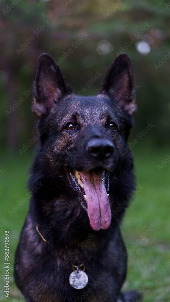 Dog portrait closeup. German shepherd dark color looking at the camera with his tongue hanging out