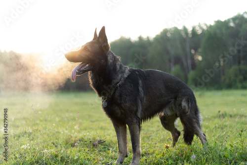 The German shepherd stands on the edge of the forest. The morning sun shines on a dog from behind. © Пётр Рябчун