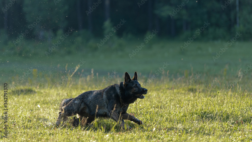 The dog runs across the field. The German shepherd in motion. Running on the lawn The dog runs across the field. The German shepherd in motion. Running on the lawn