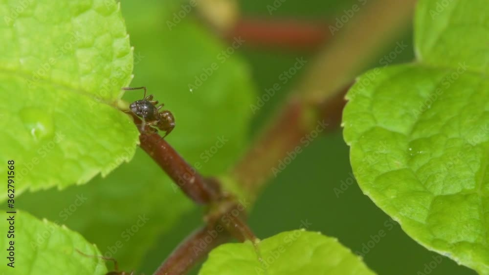 Closer look of the crawling brown ant on the leaf Closer look of the crawling brown ant on the leaf