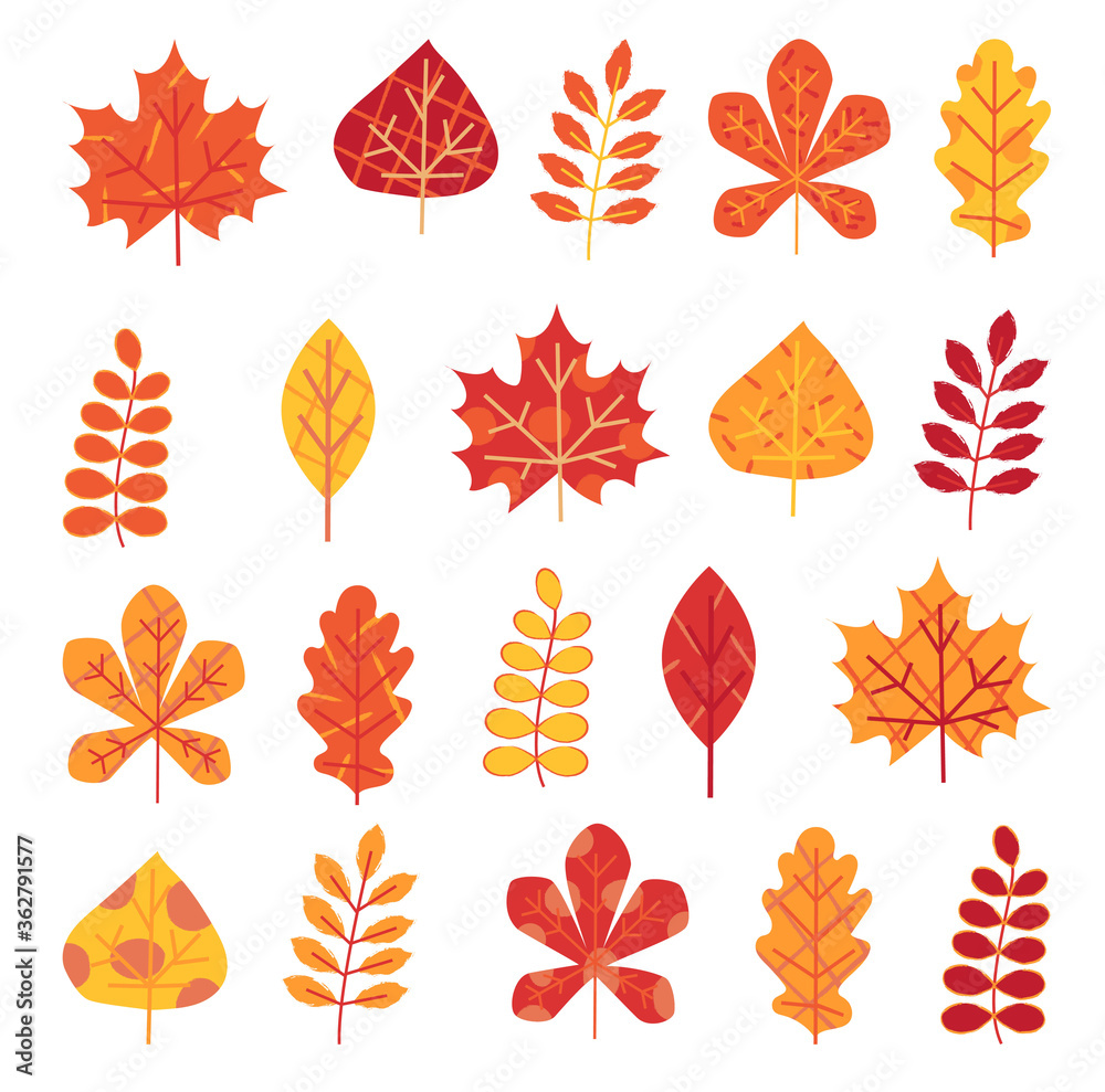 Obraz premium Autumn leaves set isolated on white background
