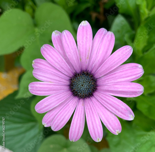 Violet Gerbera flower