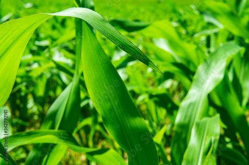 Corn big green leaves close-up