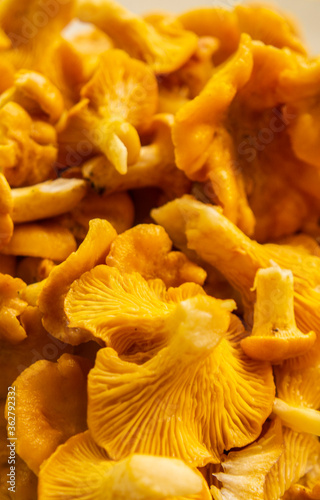 Edible yellow chanterelle mushrooms. Lisichki food from the forest close up 