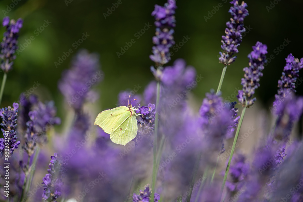 Naklejka premium cytrynowo-żółta siarka siedzi na fioletowym kwiecie lawendy i wysysa słodkie soki warzywne swoim pniem, makro i selektywną ostrością.