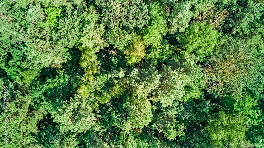 Birds eye aerial top view on wild forest area, green trees from above, pine forest background
