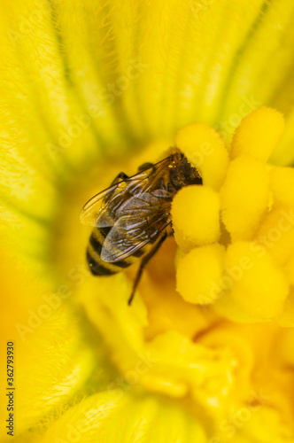 A bee in a yellow flower collects nectar. Macro photography