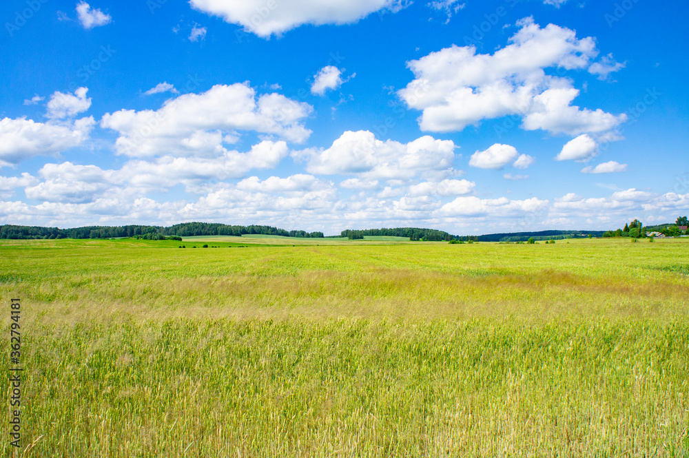 Fototapeta premium Rural beautiful european landscape summer without people